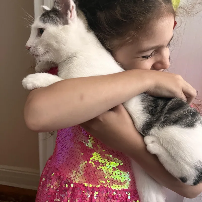 A baby medium-sized male White Domestic Short Hair cat named Nemo for adoption in Brooklyn, NY