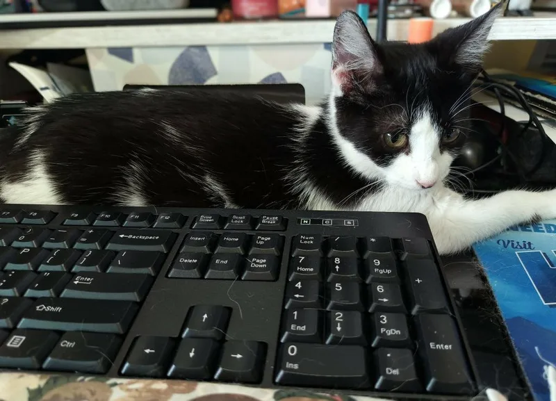 A baby medium-sized female Domestic Short Hair cat named Lena for adoption in Minneapolis, MN