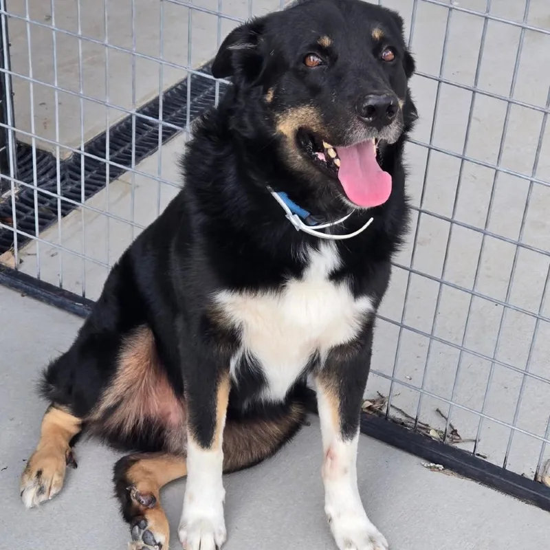 An adult large-sized male Black Rottweiler dog named Pokie for adoption in Floresville, TX