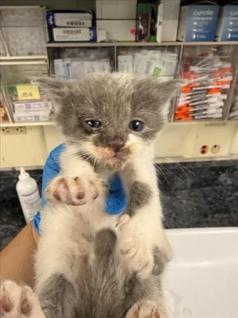 A baby small-sized male Gray / Blue / Silver Domestic Short Hair cat named Gandalf The Gray Toe for adoption in Woodland, CA