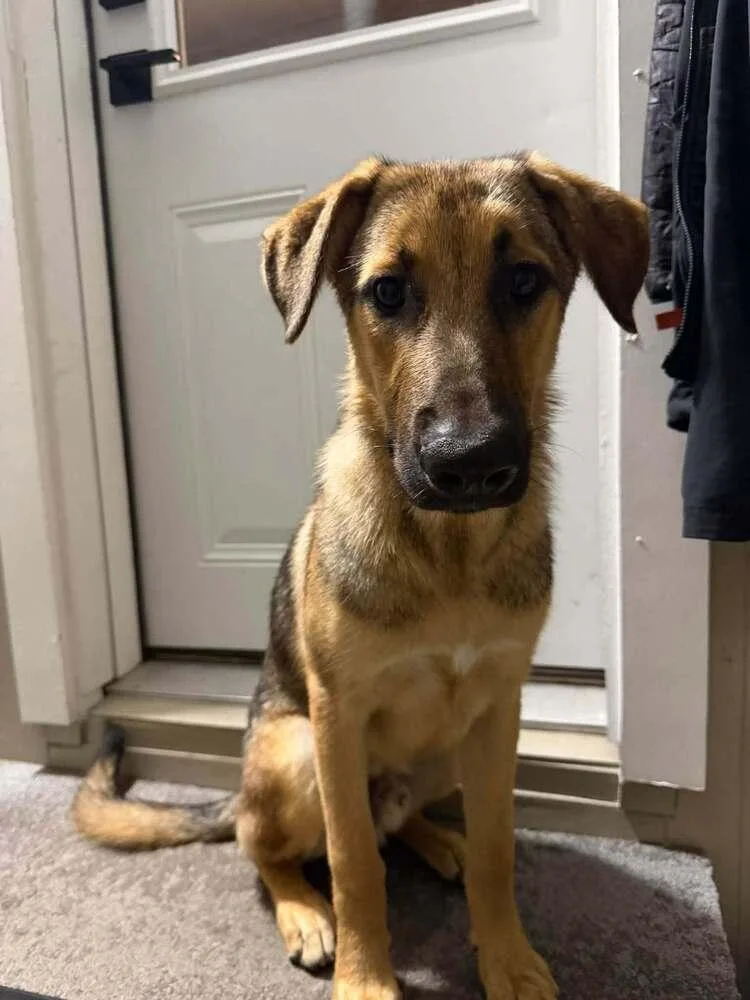 A baby medium-sized male Brown / Chocolate German Shepherd Dog dog named Elvis for adoption in Fredonia, WI