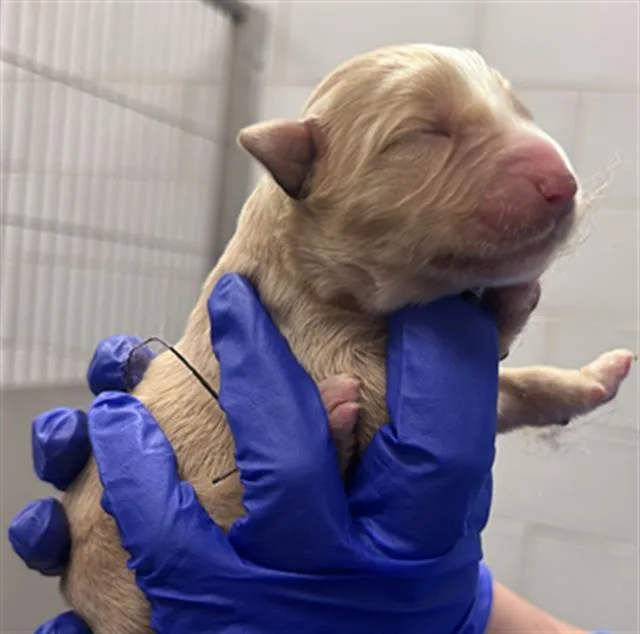 A baby small-sized female Mixed Breed dog named Uranus for adoption in Dallas, TX