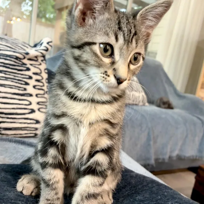 A baby medium-sized male Tabby (Brown / Chocolate) Domestic Short Hair cat named Parker for adoption in Houston, TX