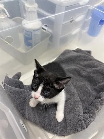 A baby small-sized male Domestic Short Hair cat named Tango for adoption in San Martin, CA