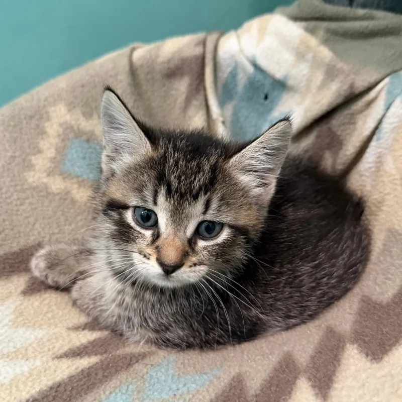 A baby small-sized male Brown / Chocolate Domestic Short Hair cat named Beau for adoption in Marion, VA