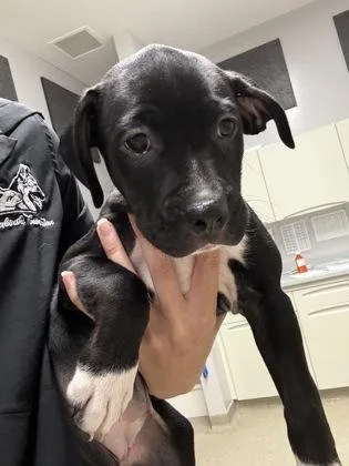 A baby small-sized female Pit Bull Terrier dog named Zinnia for adoption in Pequot Lakes, MN