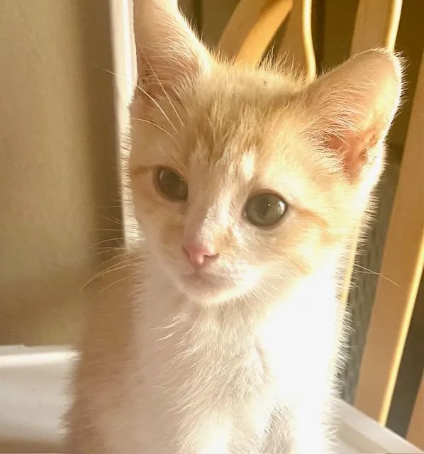 A baby medium-sized male Orange & White Domestic Short Hair cat named Sly for adoption in Hillsboro, OR