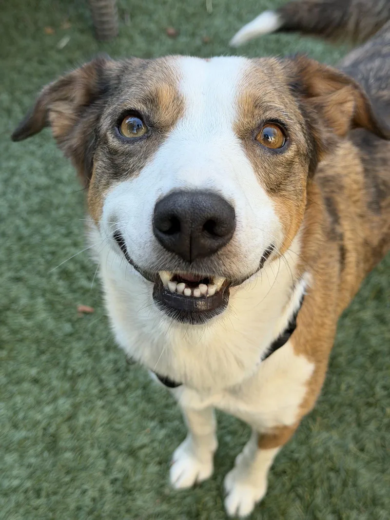 An adult medium-sized female Border Collie dog named Lady for adoption in Sunnyvale, CA