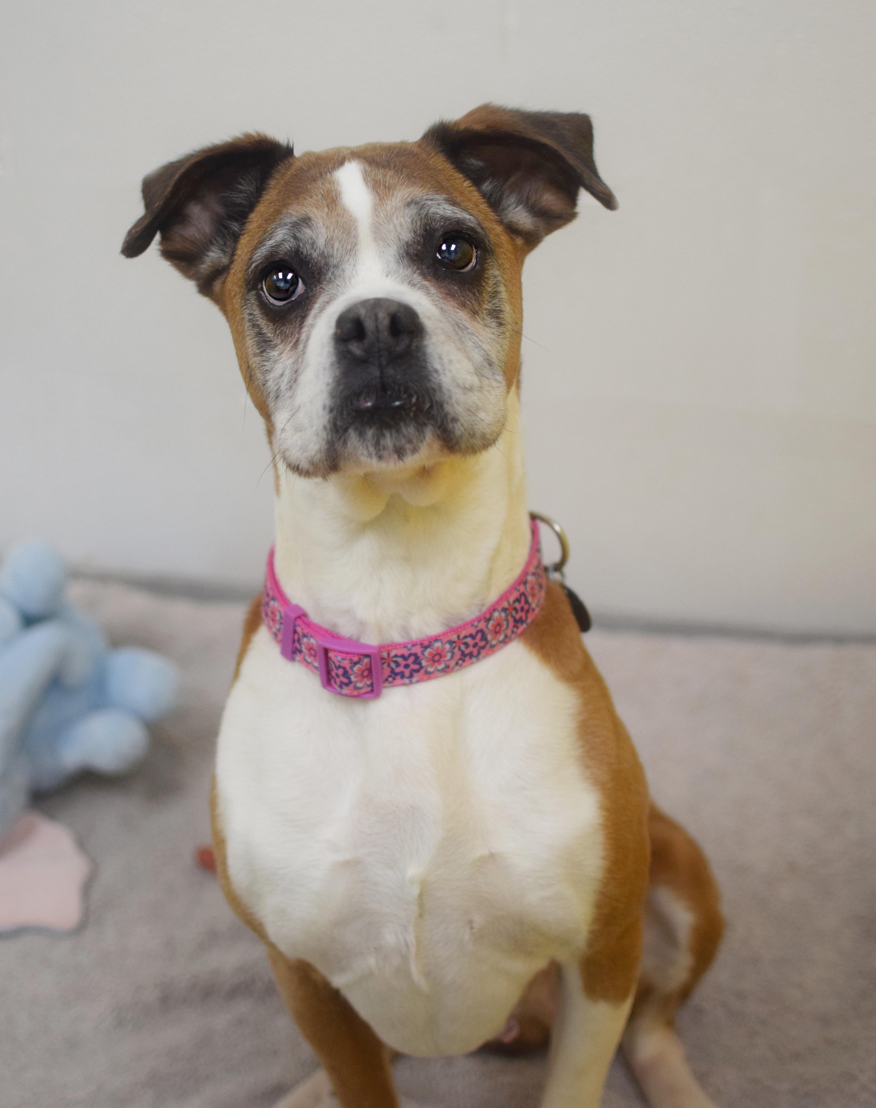 A senior large-sized female Brown / Chocolate Boxer dog named Brea for adoption in Pontiac, MI