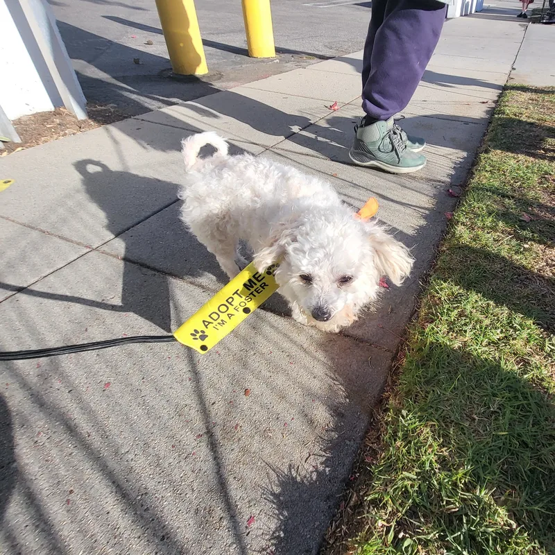 Mr. Coco Brian May thumbnail 2