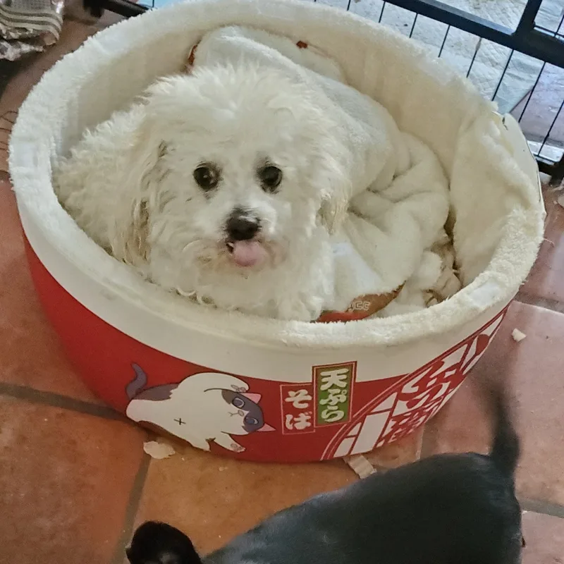 Mr. Coco Brian May thumbnail 3