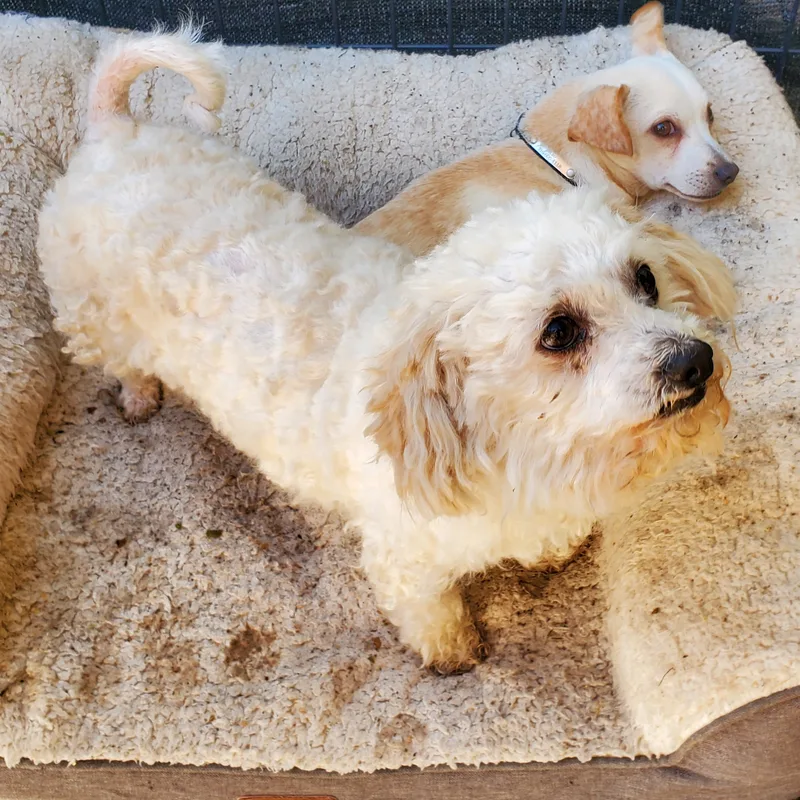 Mr. Coco Brian May thumbnail 5