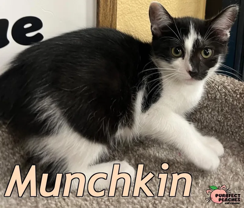 Munchkin thumbnail 2