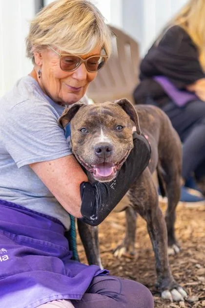 An adult large-sized male Mixed Breed dog named Submarine for adoption in Chamblee, GA