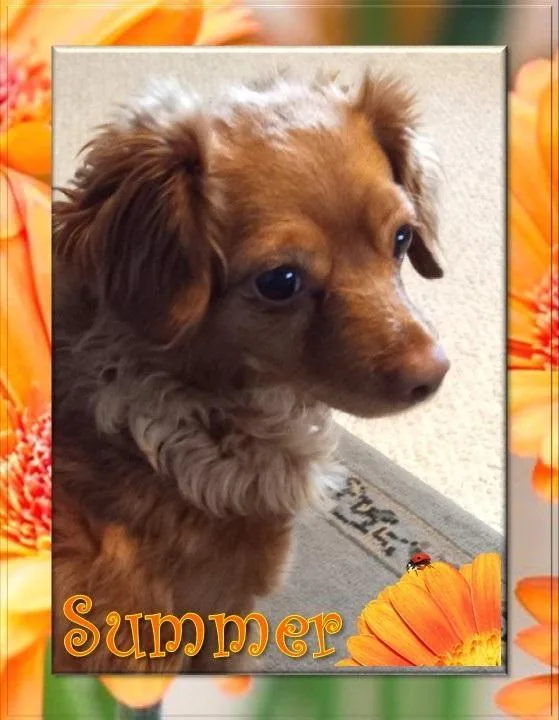 Summer   San thumbnail 2