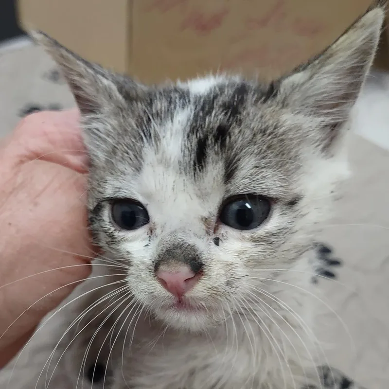 A baby small-sized male White Domestic Short Hair cat named Dewey for adoption in Upland, CA