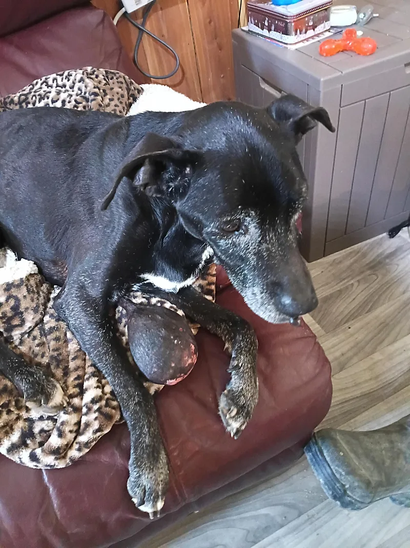 A senior medium-sized female Black Mixed Breed dog named Hope for adoption in Mexia, TX