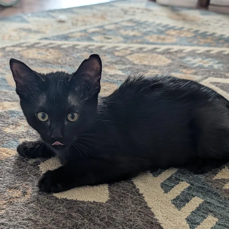 A baby small-sized male Black Domestic Short Hair cat named Maurice for adoption in Buffalo, WY