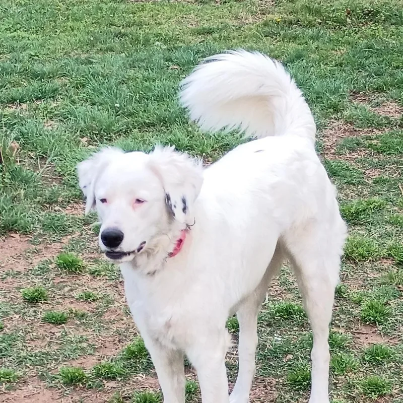An adult large-sized female White / Cream Collie dog named Sugar for adoption in Tulsa, OK