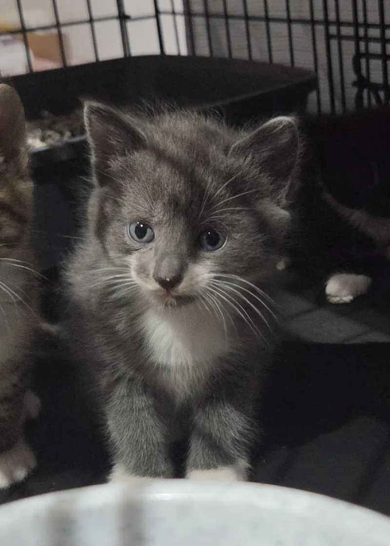 A baby medium-sized female Gray & White Domestic Medium Hair cat named Rose for adoption in Green Brook, NJ
