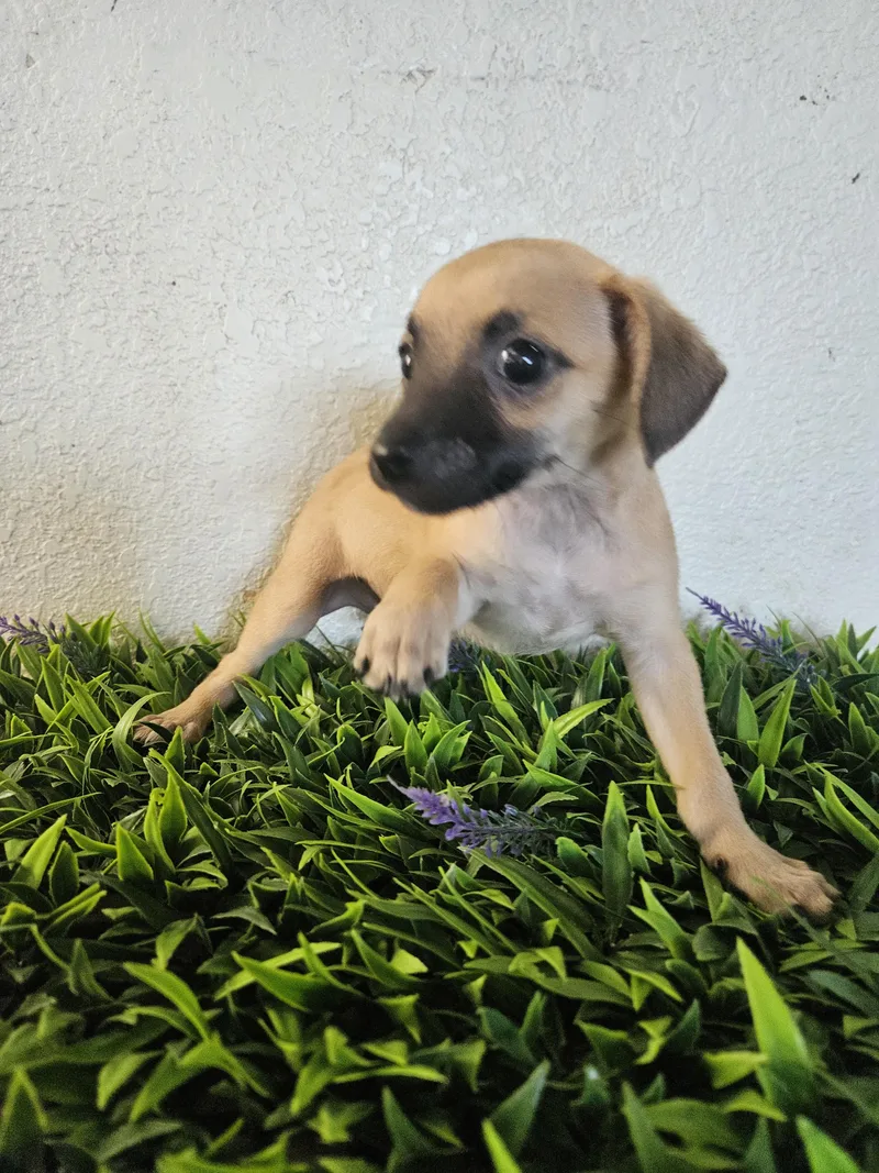 A baby small-sized male Apricot / Beige Terrier dog named Echo for adoption in Los Angeles, CA