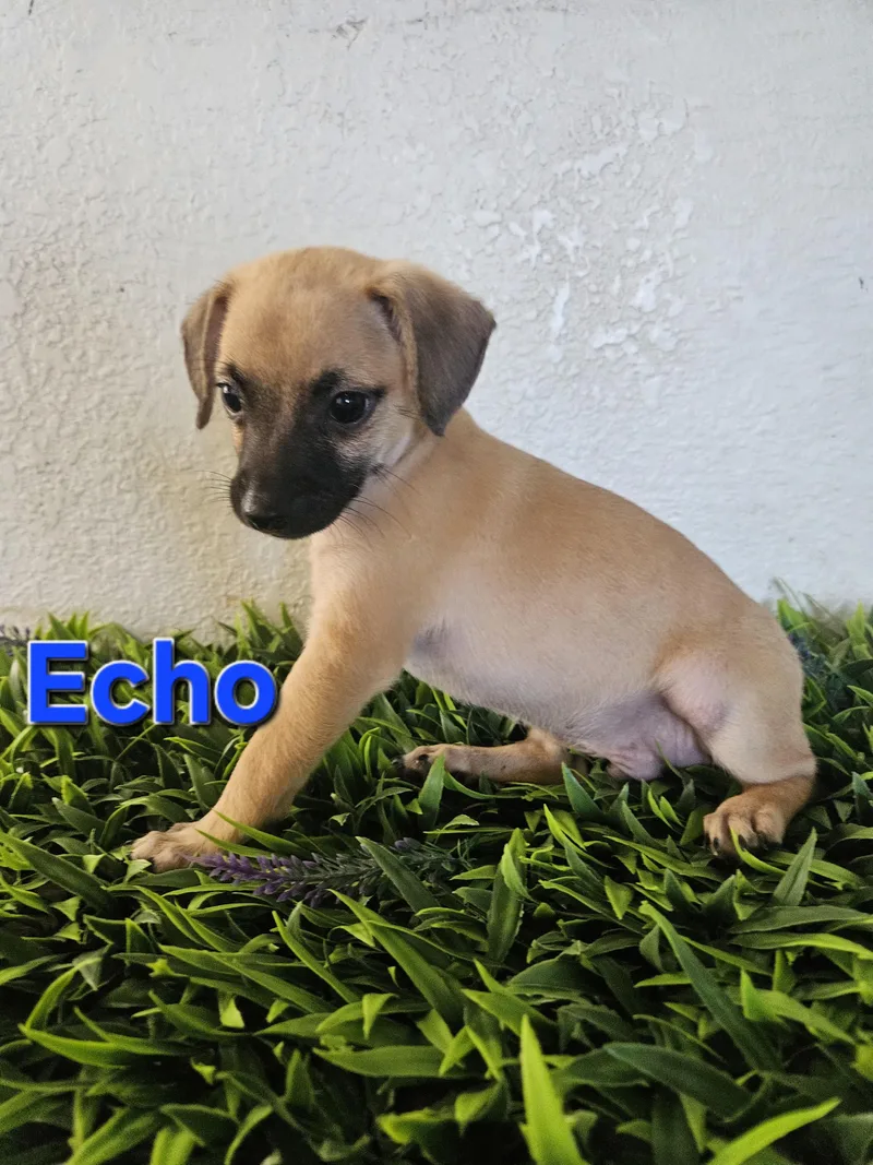 Echo thumbnail 3