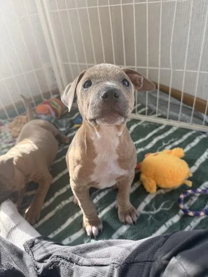 An adult small-sized female Pit Bull Terrier dog named Moxie for adoption in St. Anne, IL