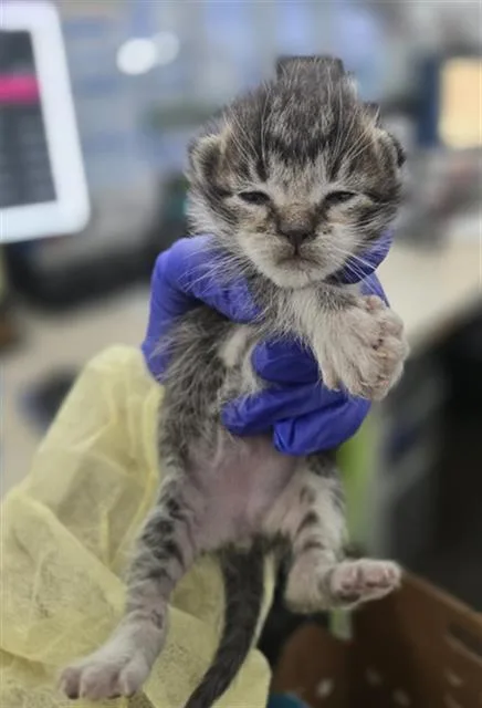 A baby medium-sized female Domestic Short Hair cat named Pixie for adoption in Dallas, TX