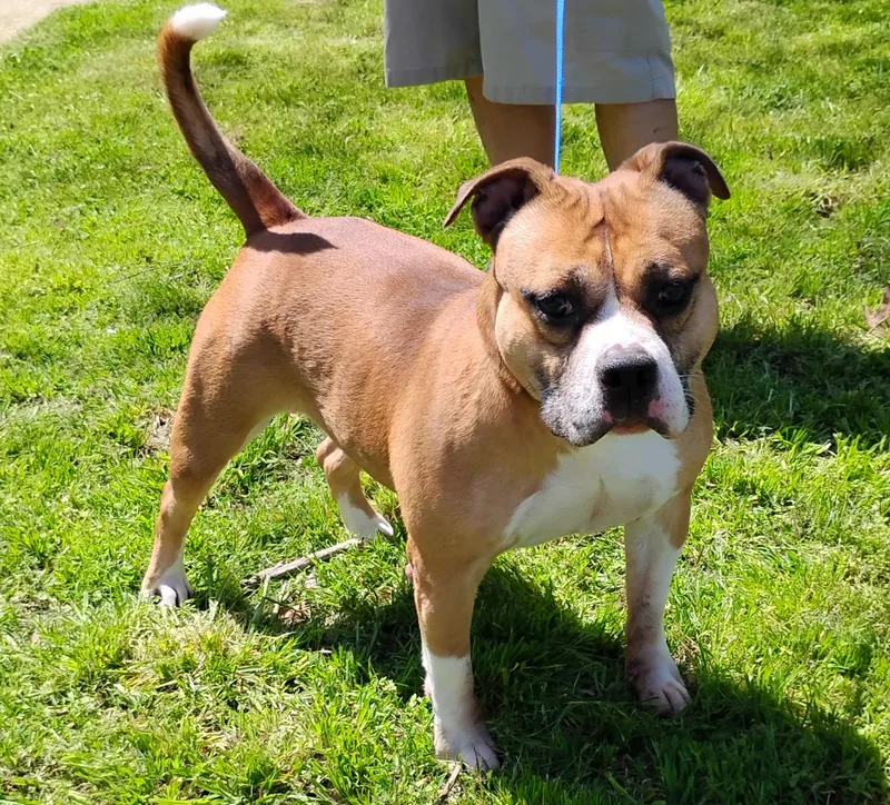 An adult medium-sized female Yellow / Tan / Blond / Fawn American Bulldog dog named Layla Roxie for adoption in Zuni, VA