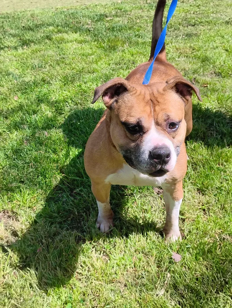 Layla Roxie thumbnail 2