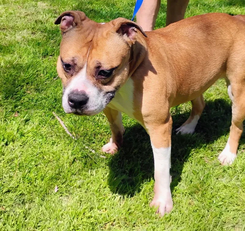 Layla Roxie thumbnail 3