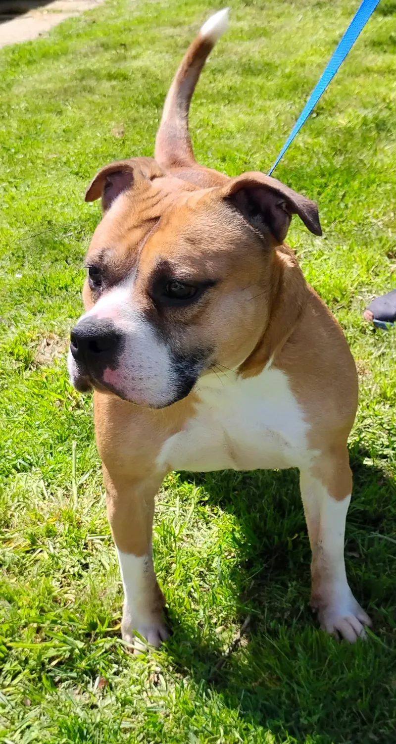 Layla Roxie thumbnail 4