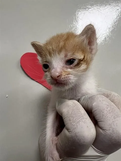 A baby small-sized female Domestic Short Hair cat named Ponyo for adoption in Ontario, CA