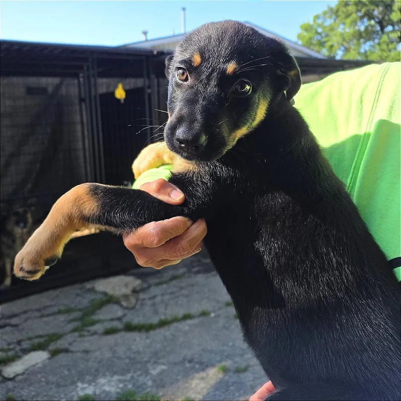 A baby medium-sized female Black Mixed Breed dog named Aloka for adoption in Denison, TX