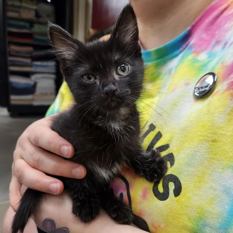 A baby small-sized female Black Domestic Short Hair cat named Ivy for adoption in York, PA
