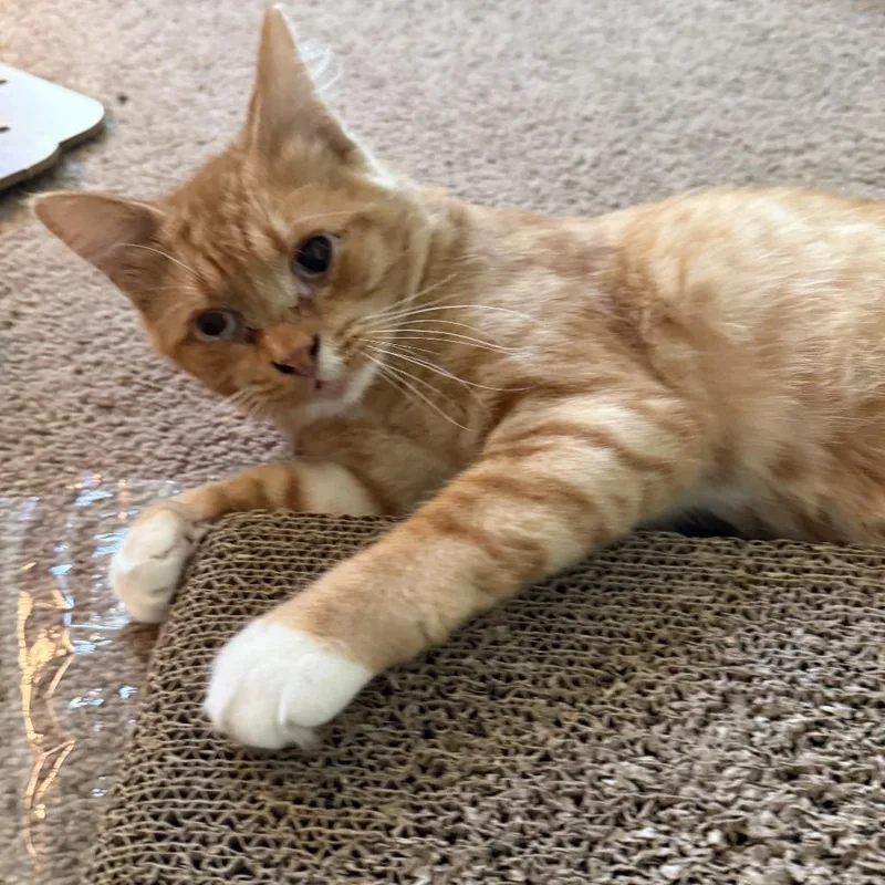 A young small-sized male Orange / Red Domestic Medium Hair cat named Kyo for adoption in Temecula, CA