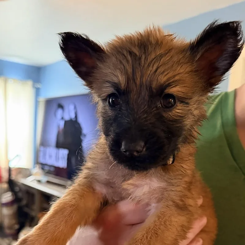 A baby medium-sized female Shepherd dog named Chewie for adoption in Saint John, IN