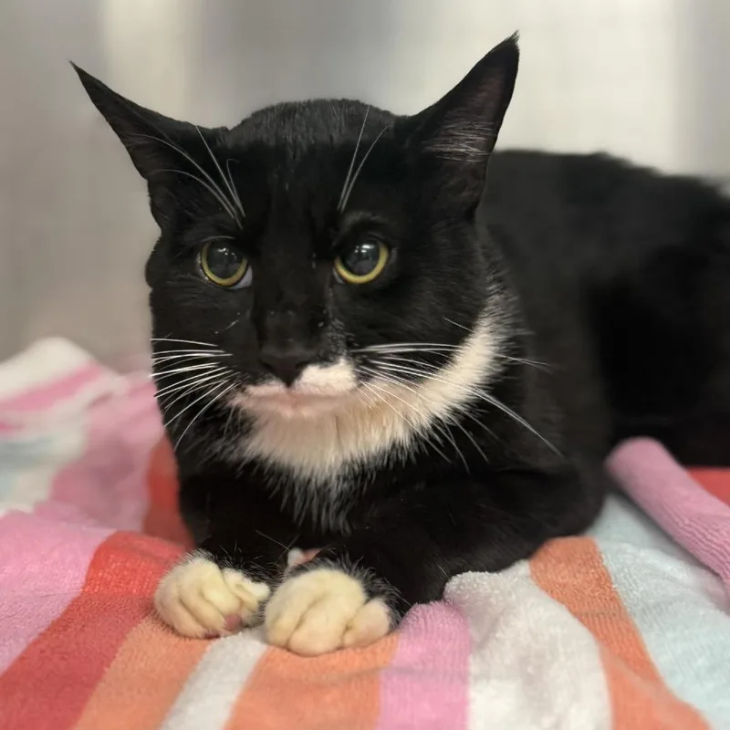 A young medium-sized male Black Domestic Short Hair cat named Pawly Shore for adoption in Martinsville, VA