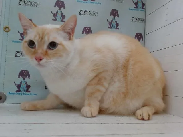 A young small-sized male Domestic Short Hair cat named Tonic for adoption in Orlando, FL