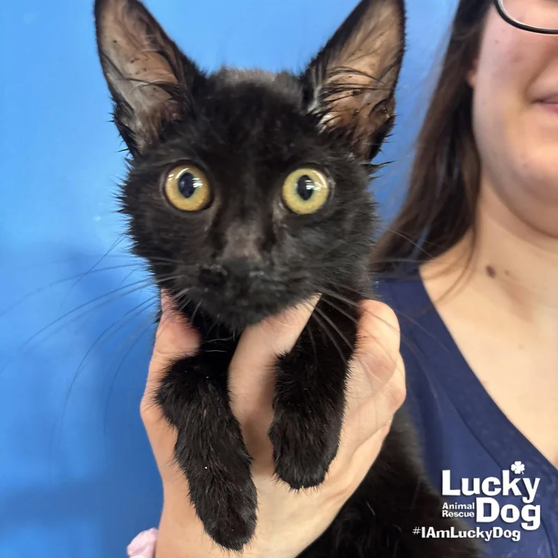 A baby medium-sized female Black Domestic Short Hair cat named Goth for adoption in Washington, DC