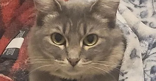 An adult small-sized female Gray / Blue / Silver Domestic Medium Hair cat named Clover for adoption in Stockton, CA