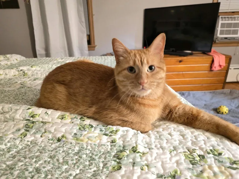 An adult small-sized male Tabby (Orange / Red) Tabby cat named Bert for adoption in Mankato, MN