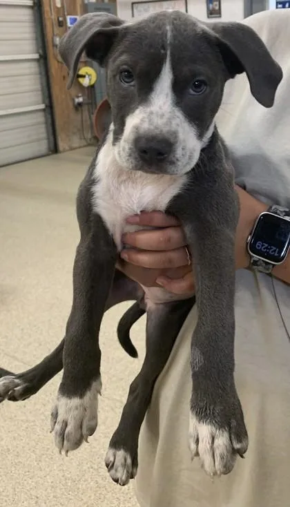 A young small-sized female Pit Bull Terrier dog named Gretel for adoption in Conway, AR