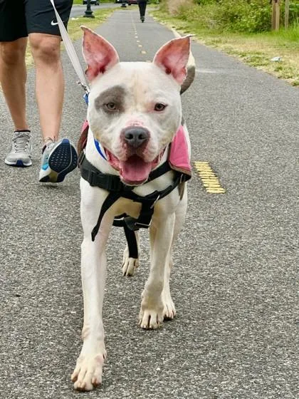 An adult large-sized male Mixed Breed dog named Ramen for adoption in West Chester, PA