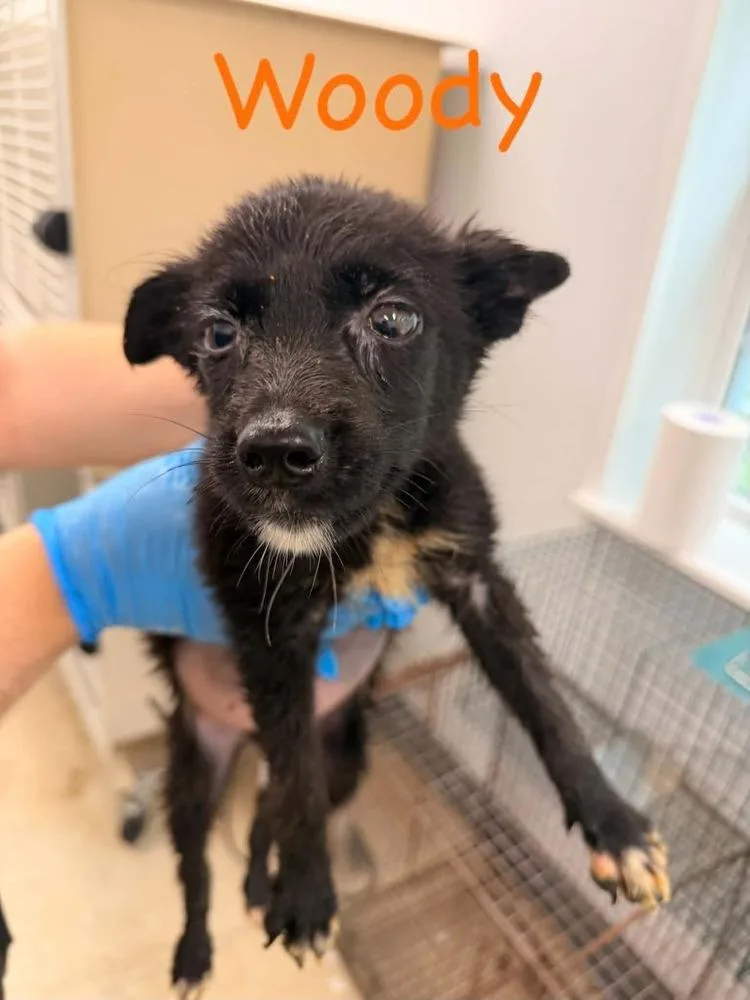 A baby small-sized male Black Mixed Breed dog named Woody for adoption in Hillsboro, OH