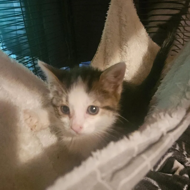 A baby small-sized female Brown / Chocolate Domestic Short Hair cat named Delilah for adoption in Ringtown, PA