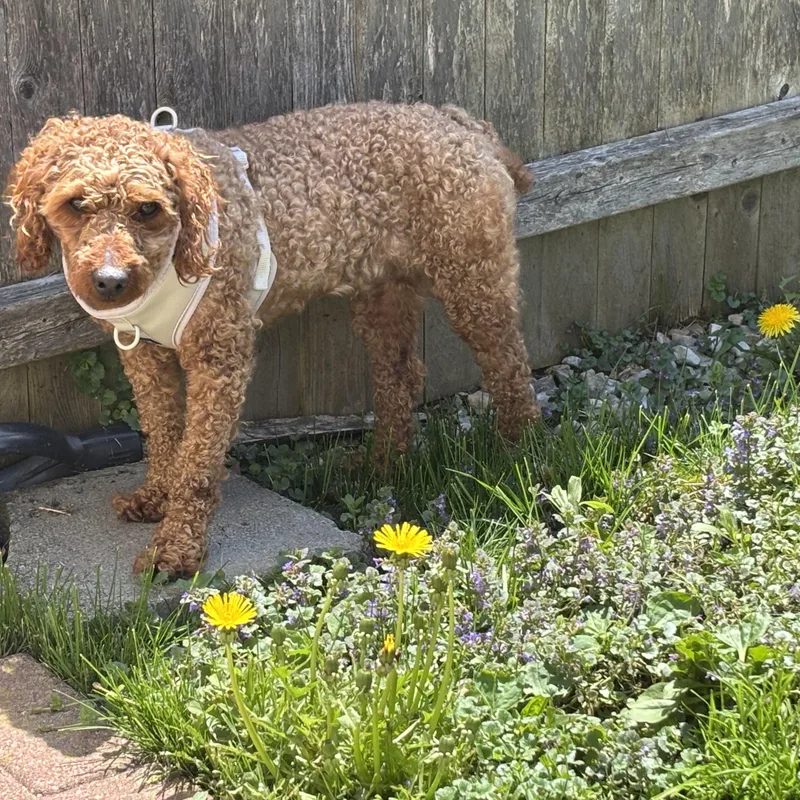 An adult small-sized male Miniature Poodle dog named Rudy for adoption in Danville, VT