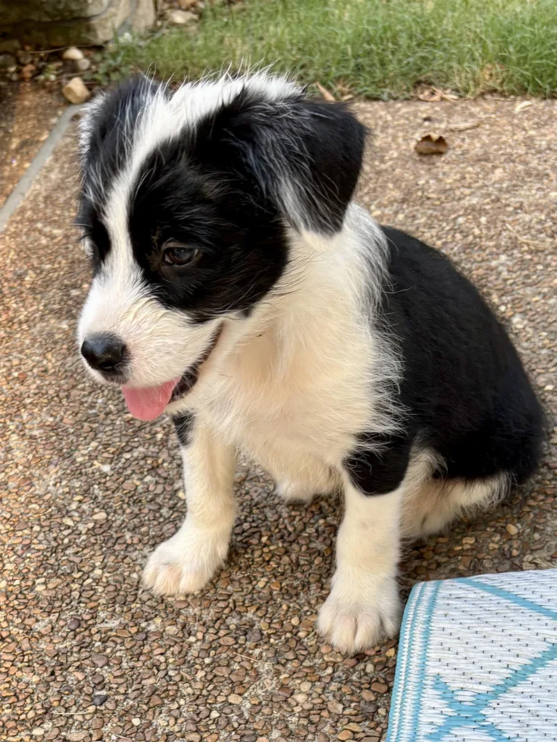 Daisy