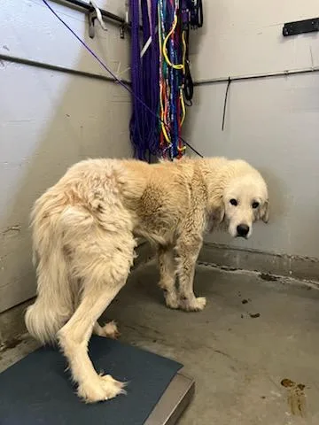 An adult extra large-sized male Great Pyrenees dog named Oakley for adoption in Camarillo, CA