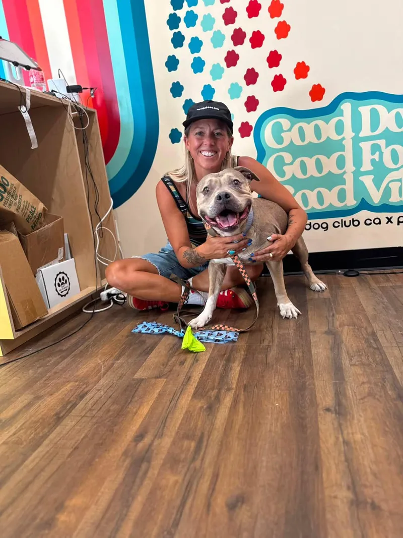 An adult medium-sized female Apricot / Beige American Staffordshire Terrier dog named Zara for adoption in Claremont, CA